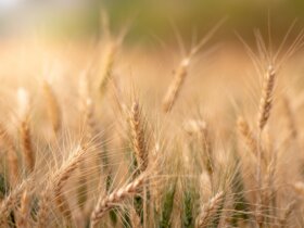 brown wheat crops in close up photo